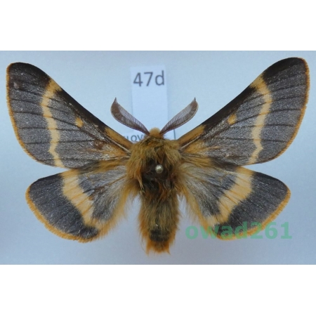 Lemonia dumi (Linnaeus, 1761) male Slovakia47d